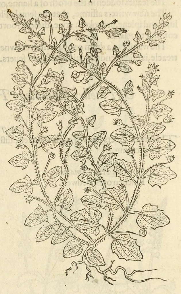 An illustration from The herball, or, Generall historie of plantes, 1597, leaf 533