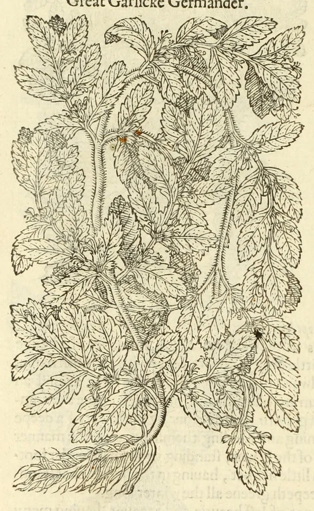 An illustration from The herball, or, Generall historie of plantes, 1597, leaf 566