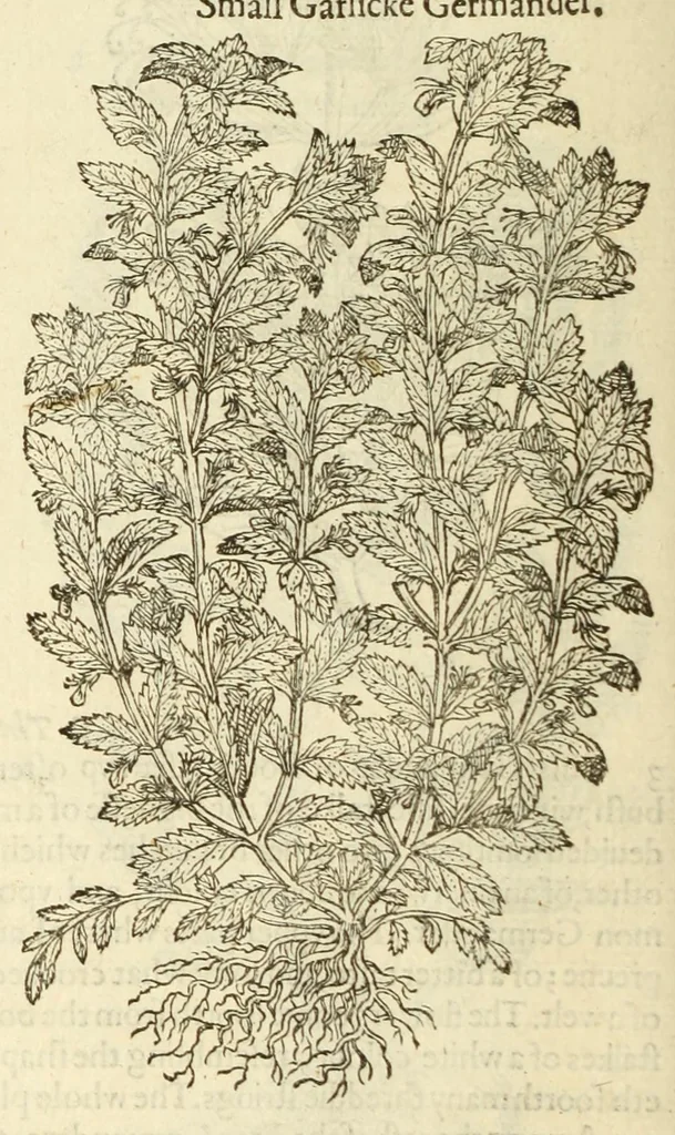 An illustration from The herball, or, Generall historie of plantes, 1597, leaf 566
