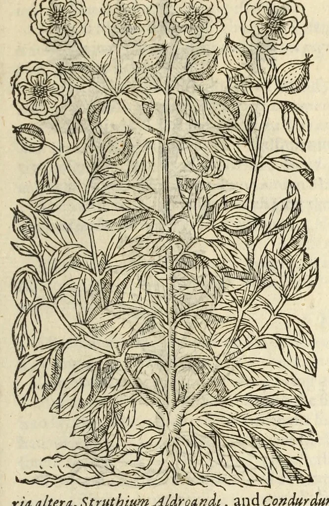 An illustration from The herball, or, Generall historie of plantes, 1597, leaf 583
