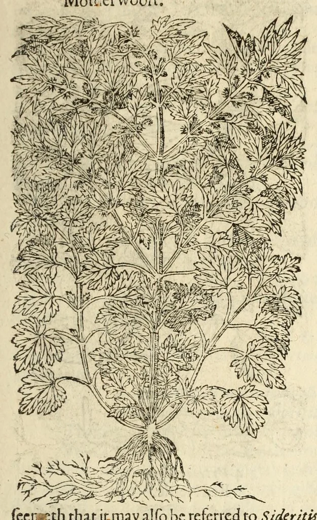 An illustration from The herball, or, Generall historie of plantes, 1597, leaf 601