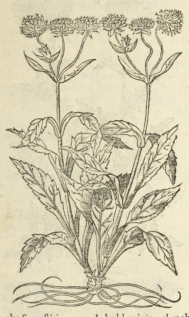 An illustration from The herball, or, Generall historie of plantes, 1597, leaf 619