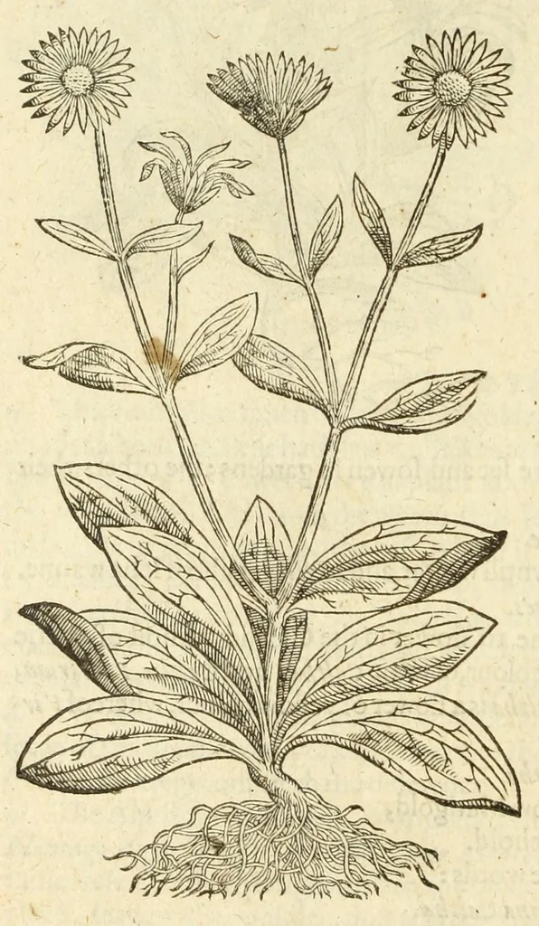 An illustration from The herball, or, Generall historie of plantes, 1597, leaf 636