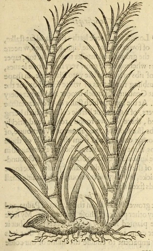 An illustration from The herball, or, Generall historie of plantes, 1597, leaf 65
