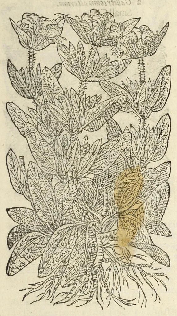 An illustration from The herball, or, Generall historie of plantes, 1597, leaf 657