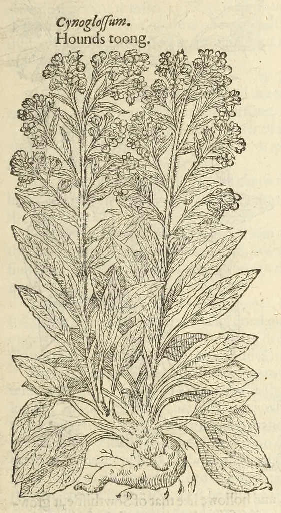 An illustration from The herball, or, Generall historie of plantes, 1597, leaf 691