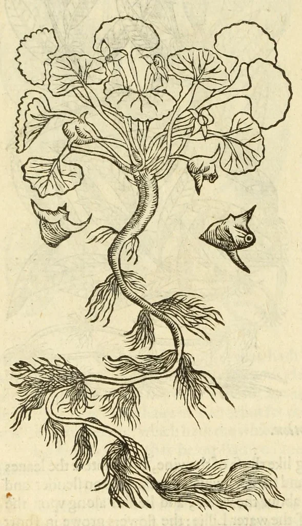 An illustration from The herball, or, Generall historie of plantes, 1597, leaf 708