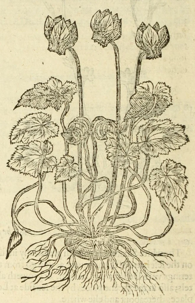 An illustration from The herball, or, Generall historie of plantes, 1597, leaf 726