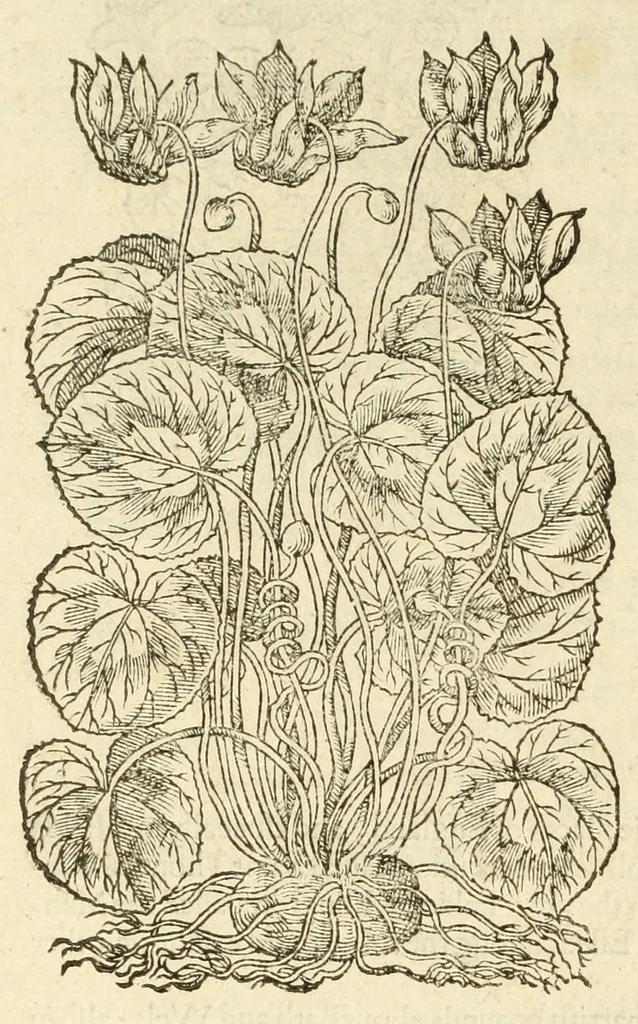An illustration from The herball, or, Generall historie of plantes, 1597, leaf 726