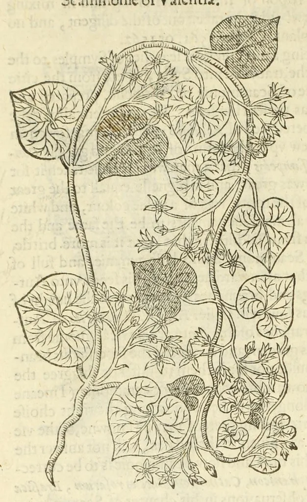 An illustration from The herball, or, Generall historie of plantes, 1597, leaf 750