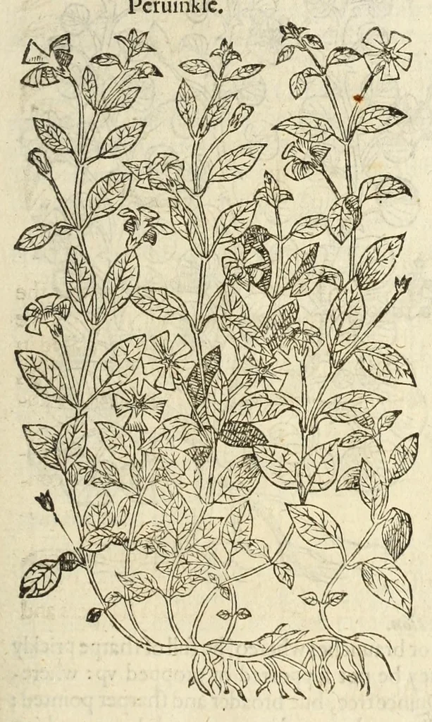 An illustration from The herball, or, Generall historie of plantes, 1597, leaf 779