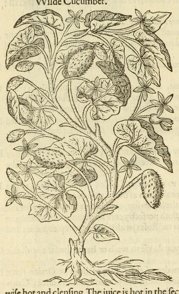 An illustration from The herball, or, Generall historie of plantes, 1597, leaf 798