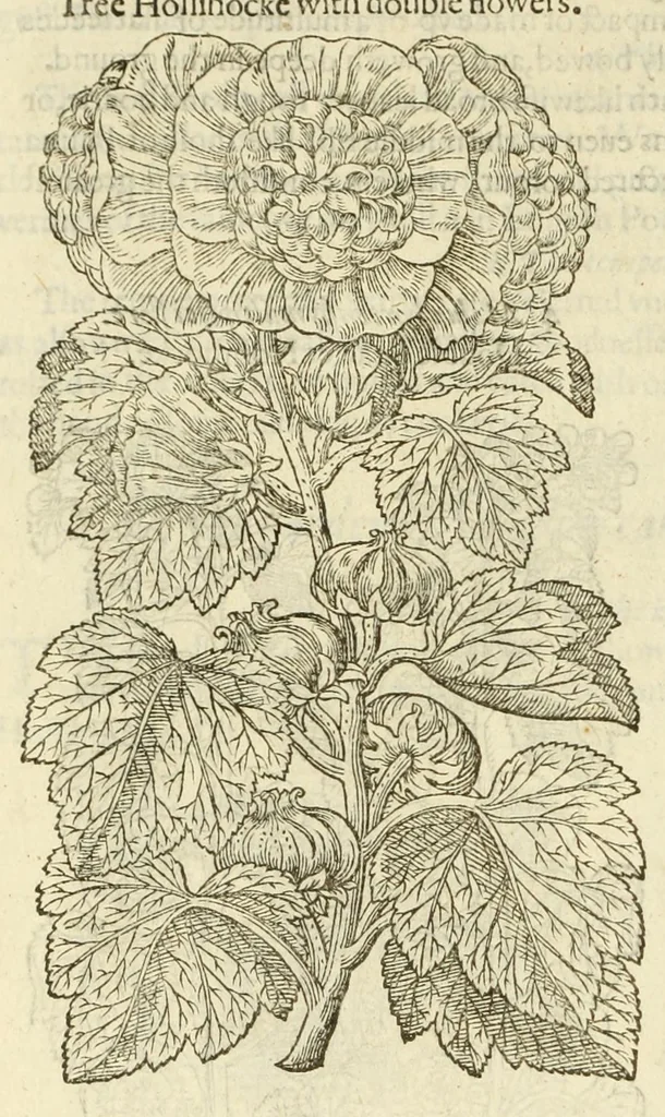 An illustration from The herball, or, Generall historie of plantes, 1597, leaf 816
