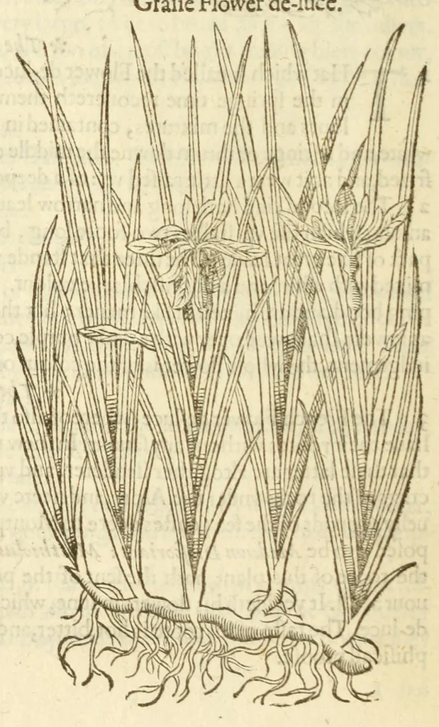 An illustration from The herball, or, Generall historie of plantes, 1597, leaf 82