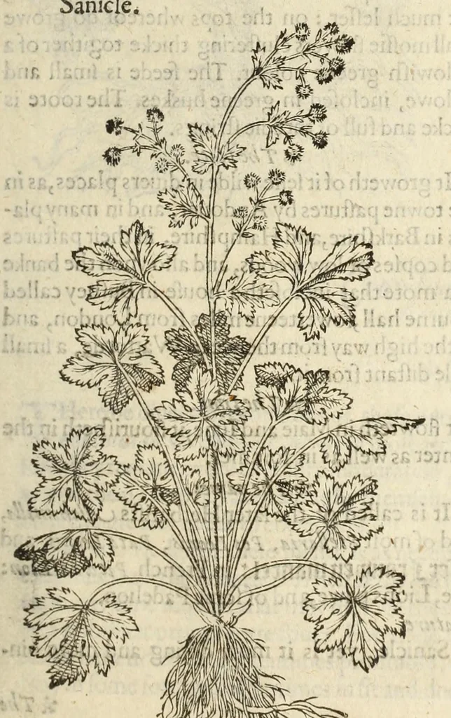 An illustration from The herball, or, Generall historie of plantes, 1597, leaf 833