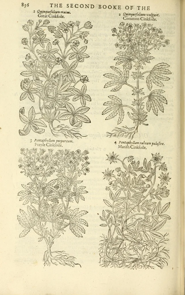 An illustration from The herball, or, Generall historie of plantes, 1597, leaf 868
