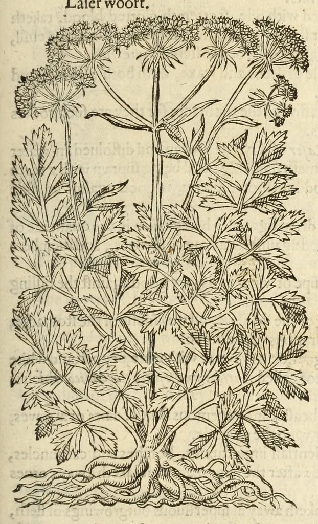 An illustration from The herball, or, Generall historie of plantes, 1597, leaf 885