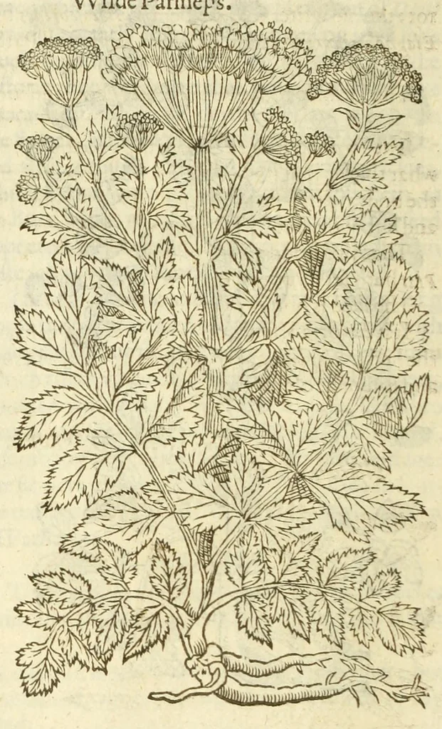 An illustration from The herball, or, Generall historie of plantes, 1597, leaf 902