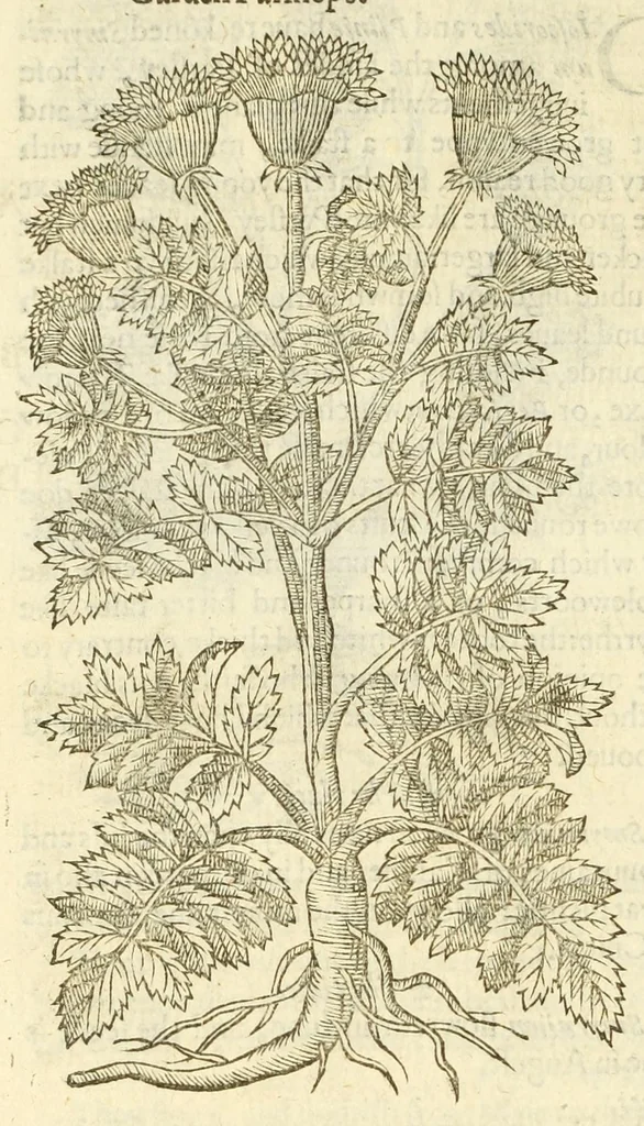 An illustration from The herball, or, Generall historie of plantes, 1597, leaf 902