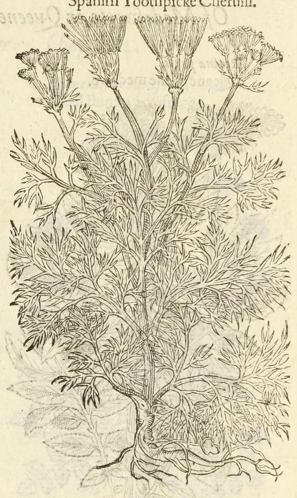 An illustration from The herball, or, Generall historie of plantes, 1597, leaf 917
