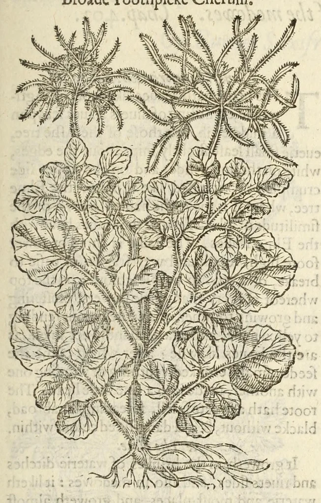 An illustration from The herball, or, Generall historie of plantes, 1597, leaf 917