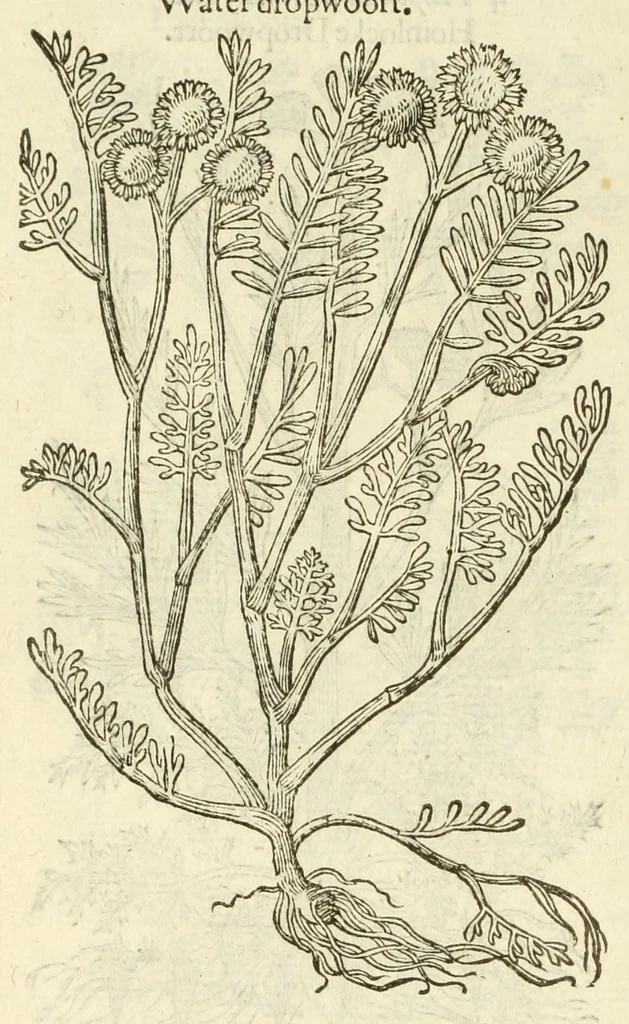 An illustration from The herball, or, Generall historie of plantes, 1597, leaf 934