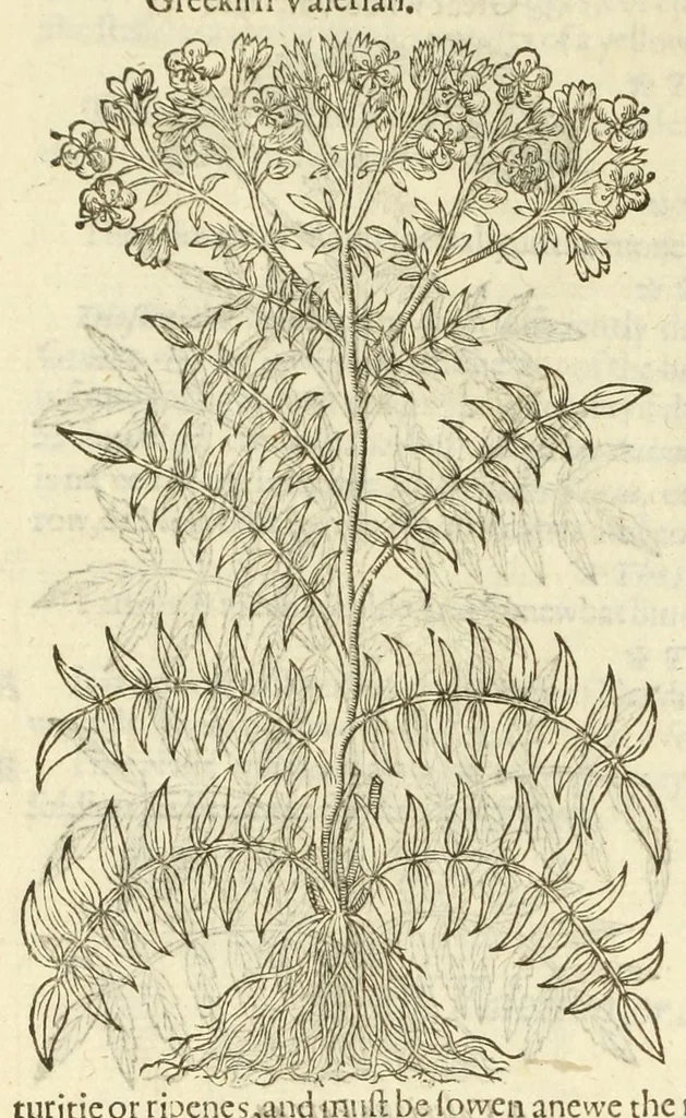An illustration from The herball, or, Generall historie of plantes, 1597, leaf 950