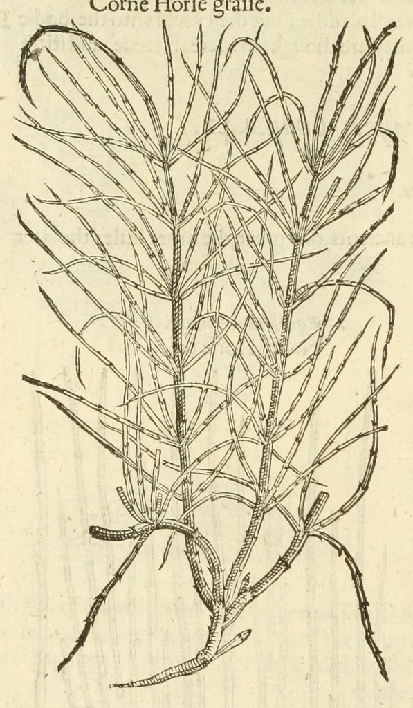 An illustration from The herball, or, Generall historie of plantes, 1597, leaf 988