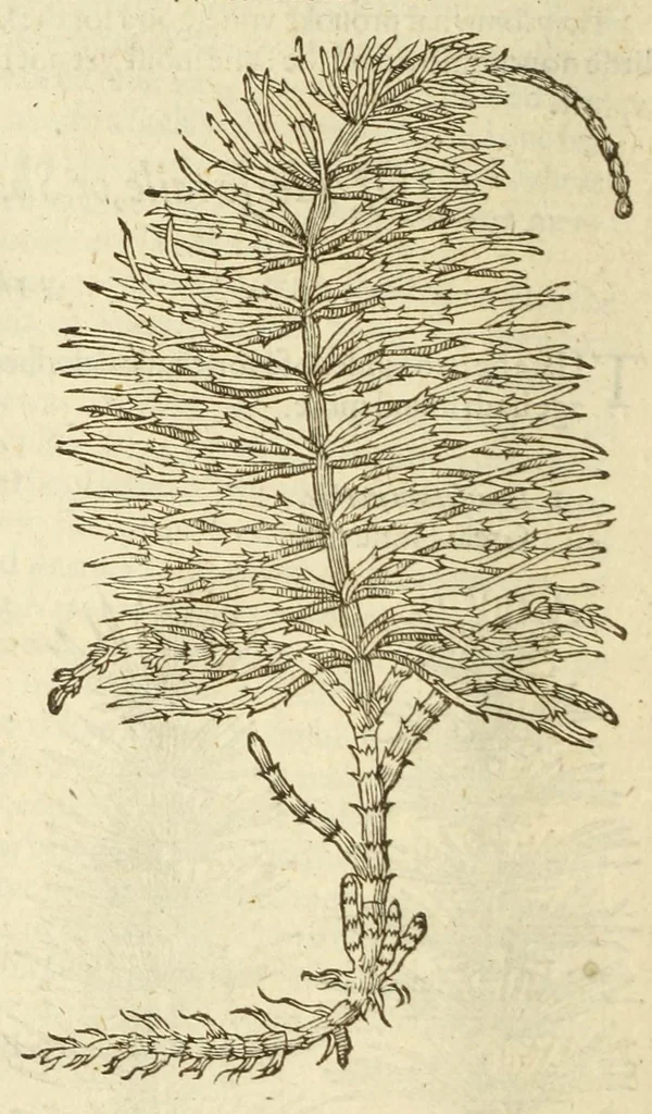 An illustration from The herball, or, Generall historie of plantes, 1597, leaf 988