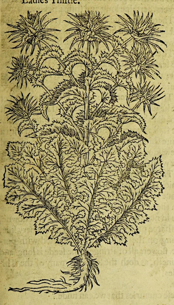 An illustration from The herball or Generall historie of plantes., 1597, leaf 1015