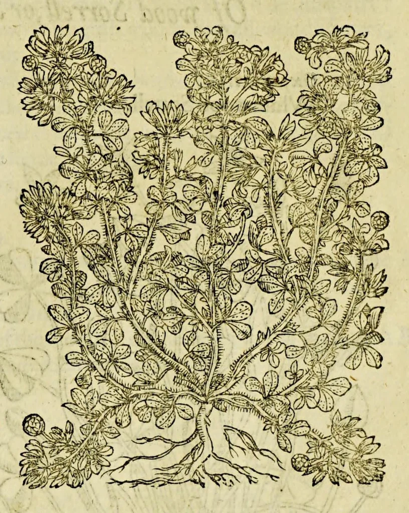 An illustration from The herball or Generall historie of plantes., 1597, leaf 1055