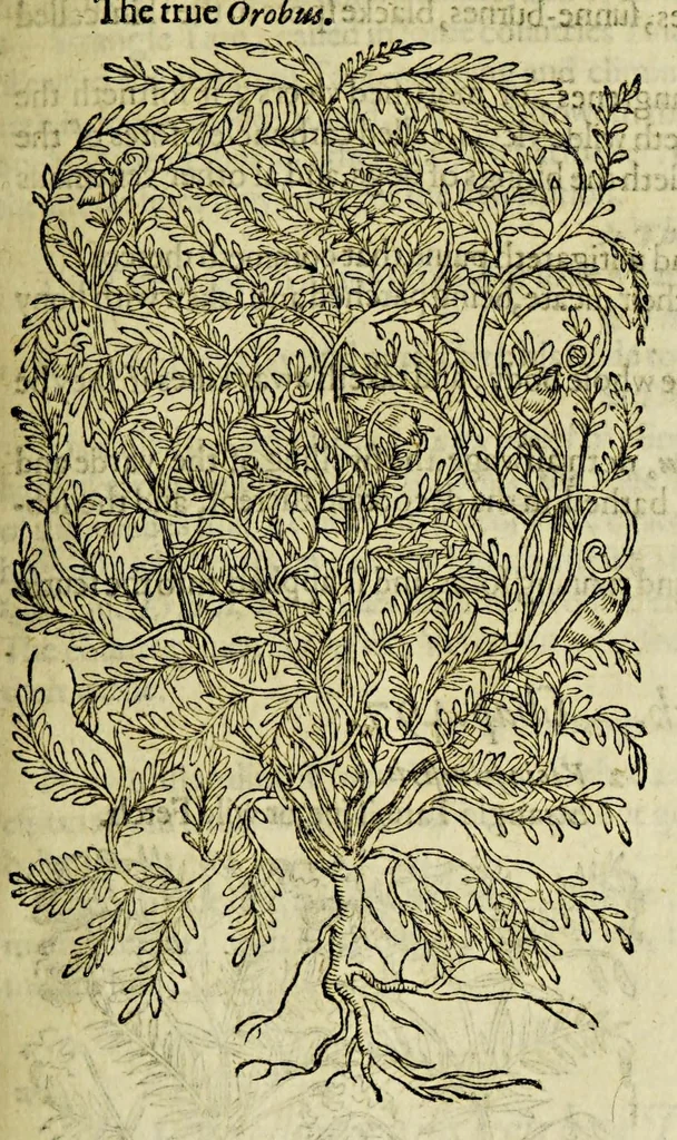 An illustration from The herball or Generall historie of plantes., 1597, leaf 1077