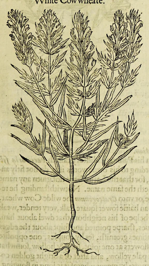 An illustration from The herball or Generall historie of plantes., 1597, leaf 109