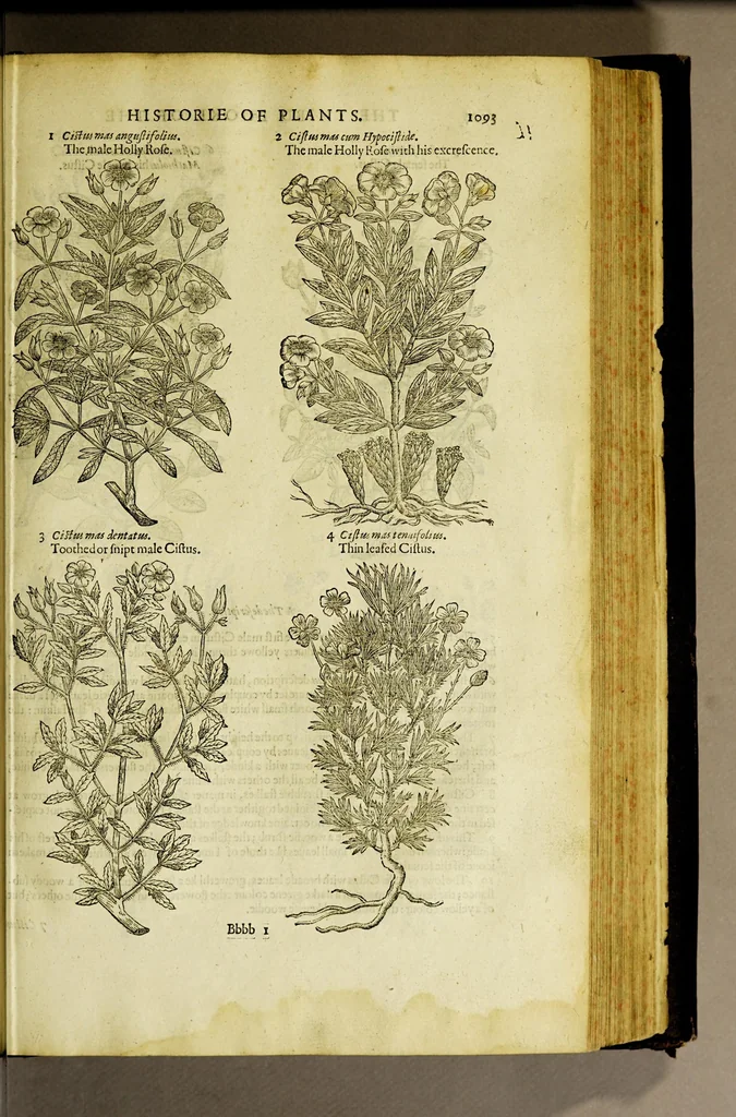 An illustration from The herball or Generall historie of plantes., 1597, leaf 1119
