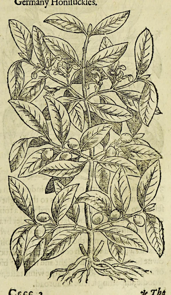 An illustration from The herball or Generall historie of plantes., 1597, leaf 1137