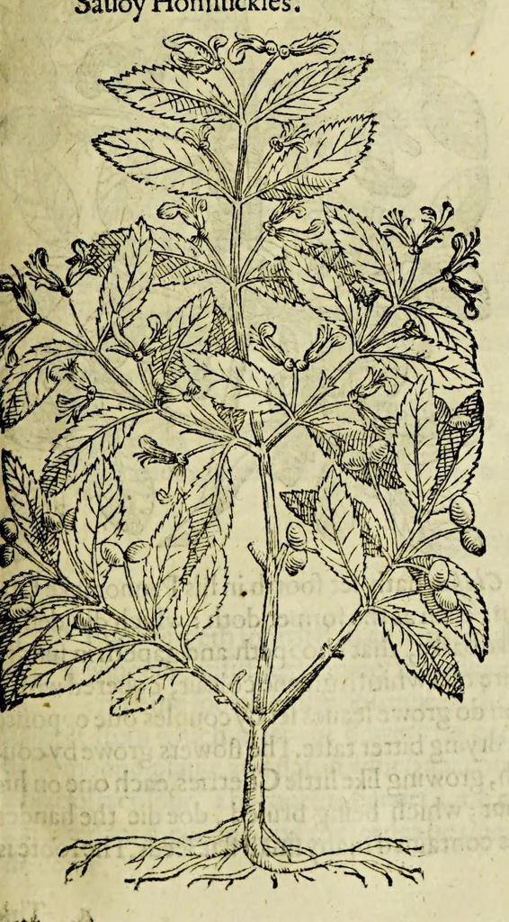 An illustration from The herball or Generall historie of plantes., 1597, leaf 1137