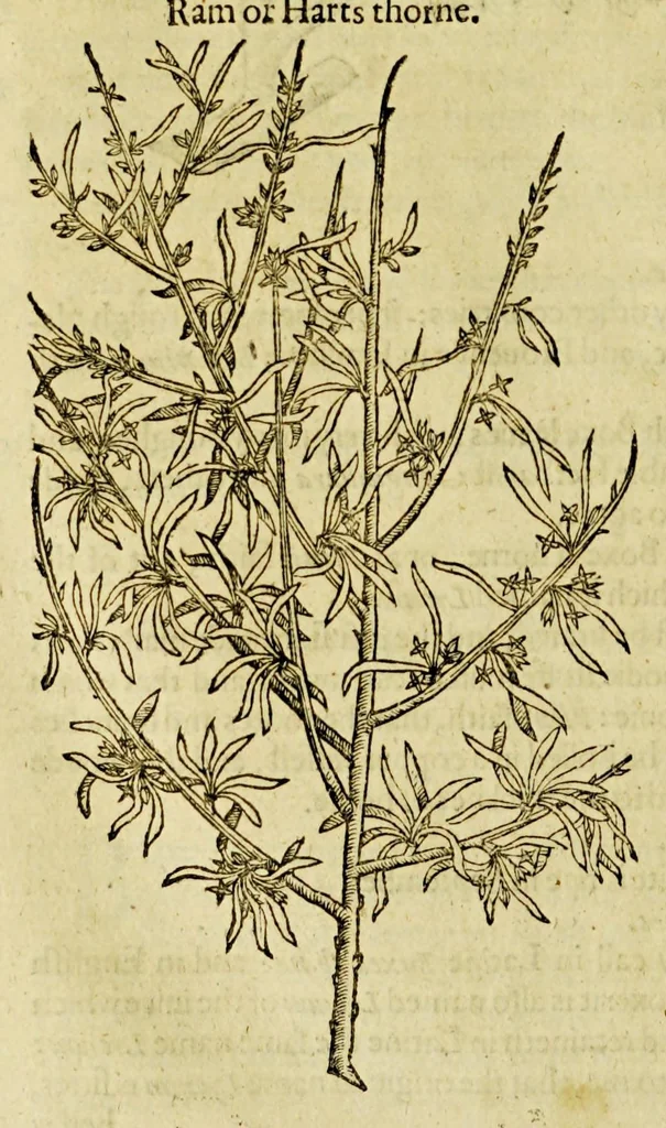 An illustration from The herball or Generall historie of plantes., 1597, leaf 1178