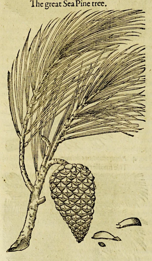An illustration from The herball or Generall historie of plantes., 1597, leaf 1202