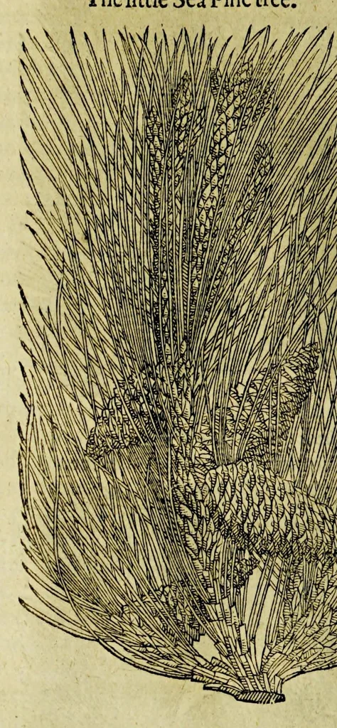 An illustration from The herball or Generall historie of plantes., 1597, leaf 1202