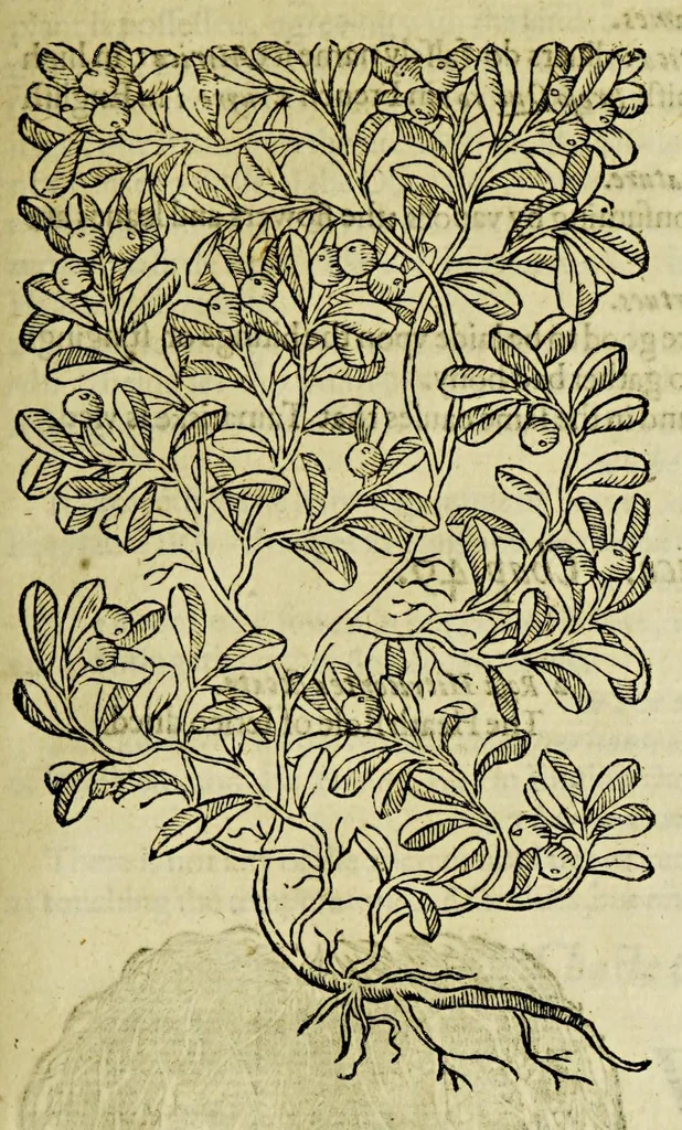 An illustration from The herball or Generall historie of plantes., 1597, leaf 1225