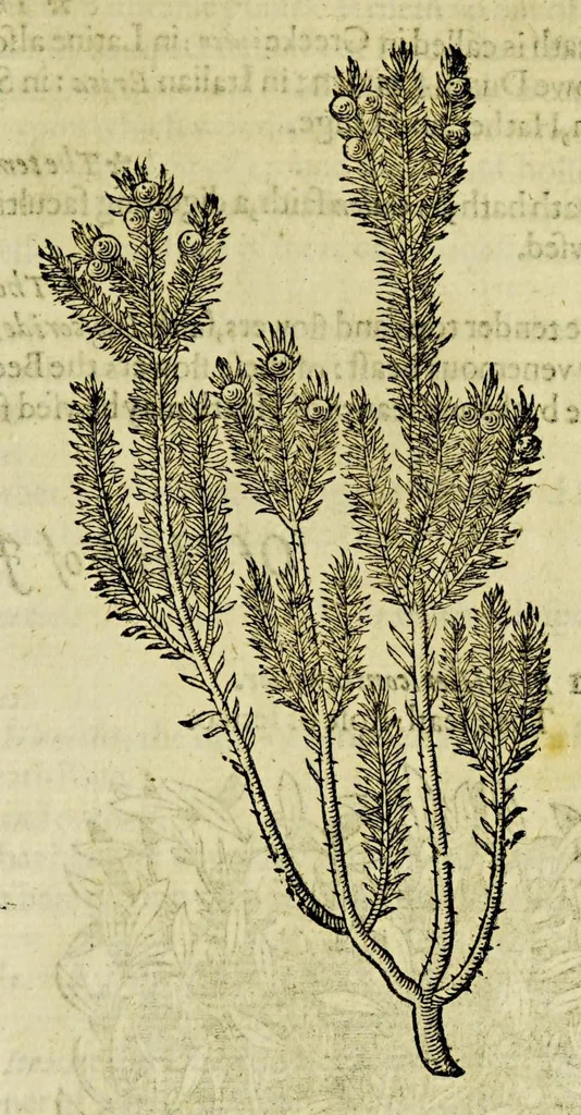 An illustration from The herball or Generall historie of plantes., 1597, leaf 1225