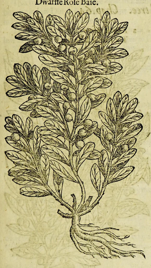 An illustration from The herball or Generall historie of plantes., 1597, leaf 1247
