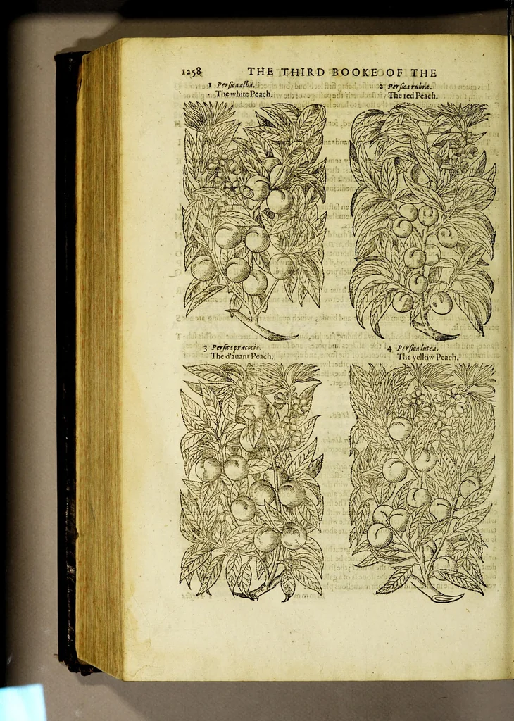 An illustration from The herball or Generall historie of plantes., 1597, leaf 1284