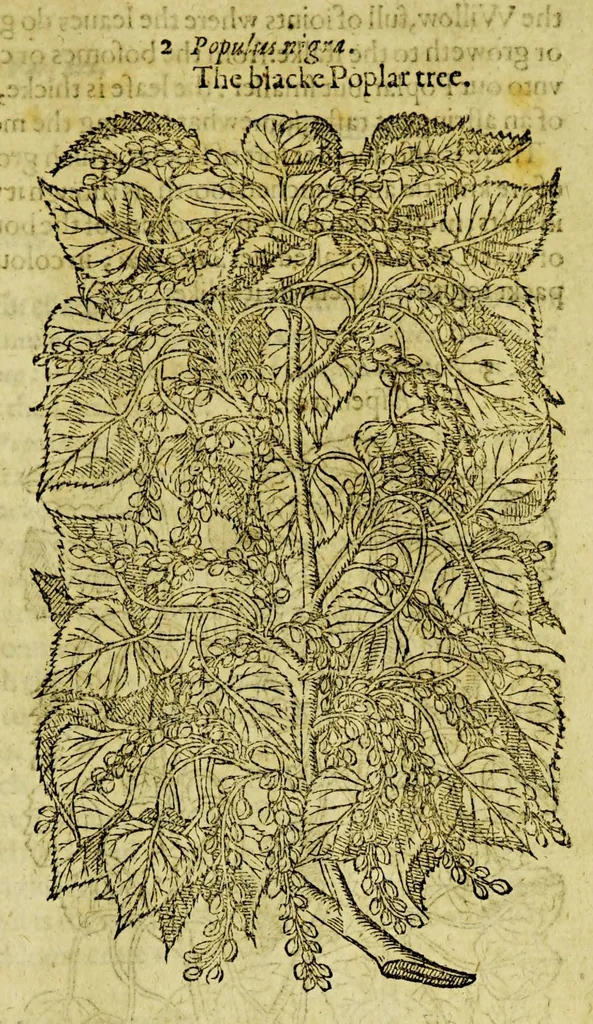 An illustration from The herball or Generall historie of plantes., 1597, leaf 1327