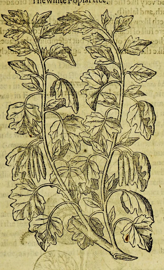 An illustration from The herball or Generall historie of plantes., 1597, leaf 1327