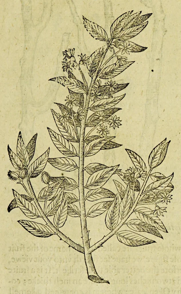 An illustration from The herball or Generall historie of plantes., 1597, leaf 1369