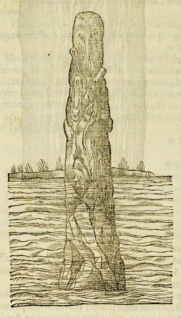 An illustration from The herball or Generall historie of plantes., 1597, leaf 1416