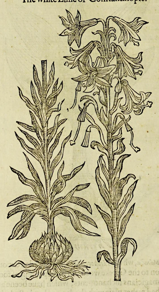 An illustration from The herball or Generall historie of plantes., 1597, leaf 172