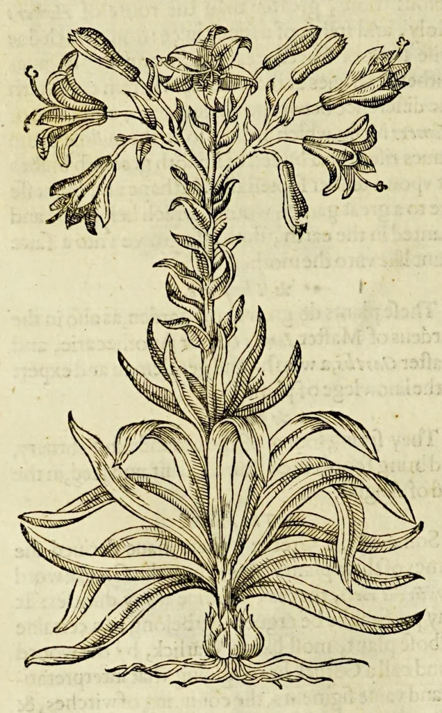 An illustration from The herball or Generall historie of plantes., 1597, leaf 172