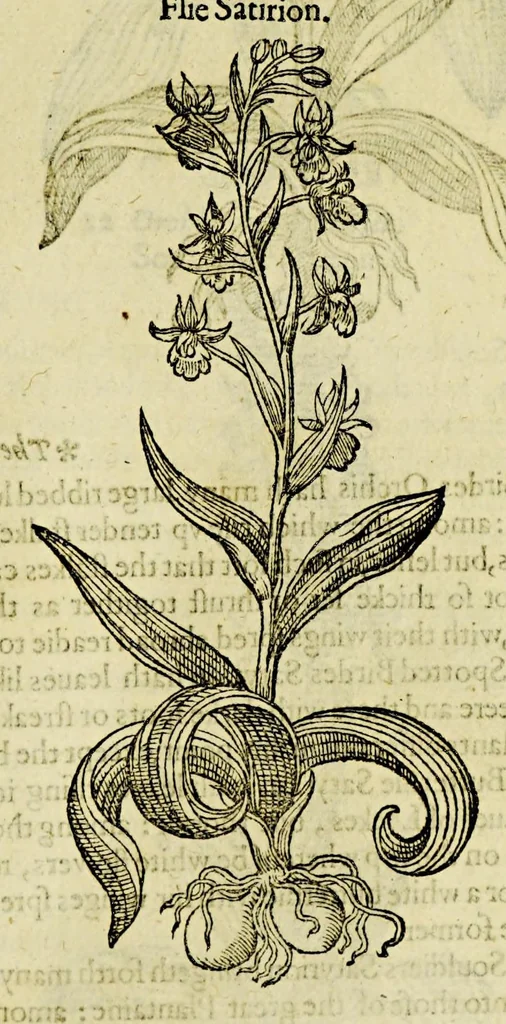 An illustration from The herball or Generall historie of plantes., 1597, leaf 189